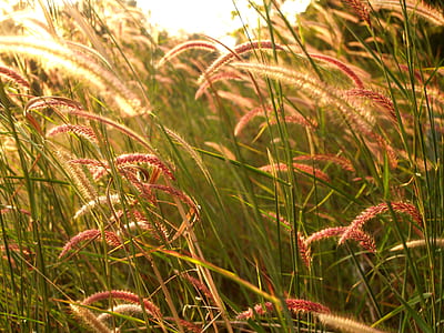 light, field, flowers, summer thumbnail