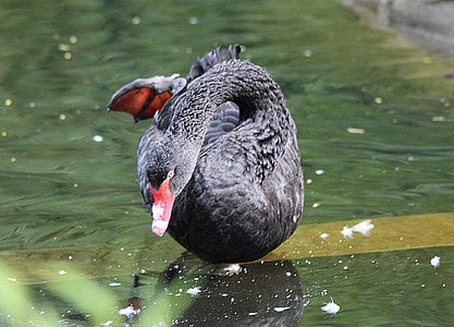 Mourning Swan, Cygnus Atratus thumbnail