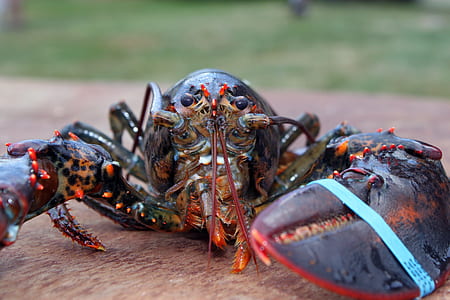 black lobster with blue tie on left pincer on brown surface at daytime thumbnail