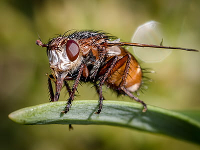 brown fly perching on green leaf plant in close-up photography thumbnail