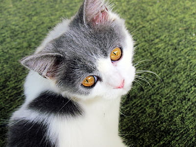 white and gray cat thumbnail