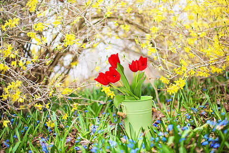 red petaled flowers in green pot thumbnail