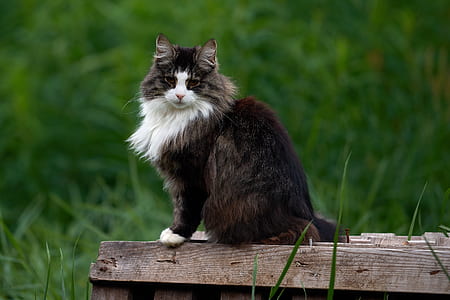 brown and white Maine coon cat resting on brown wooden panel thumbnail
