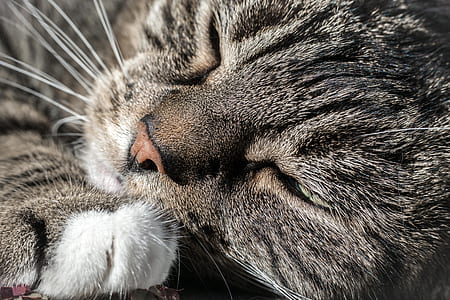 short-fur gray cat thumbnail