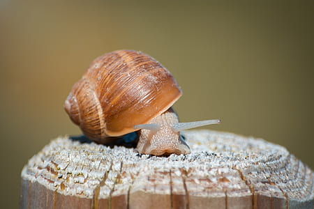 selective focus photography of snail on brown wooden post thumbnail