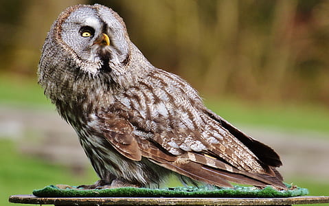 brown and grey owl thumbnail