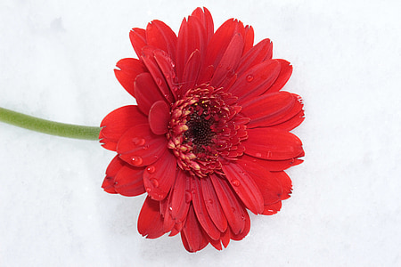 red daisy flower thumbnail