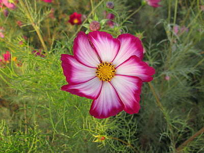 tilt shift lens photography of purple flower thumbnail