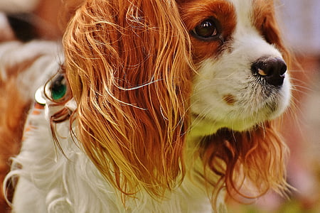 long-coated white and brown dog thumbnail
