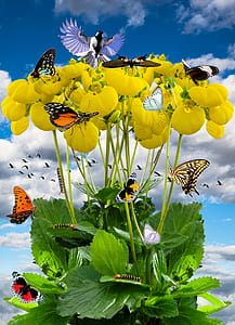 butterflies on yellow flowers thumbnail