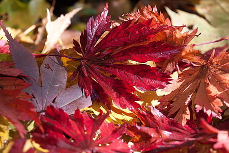 photo of red and brown leaves thumbnail