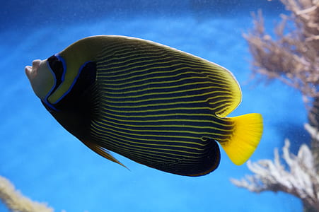 close-up photo of yellow, black,and blue tang fish thumbnail