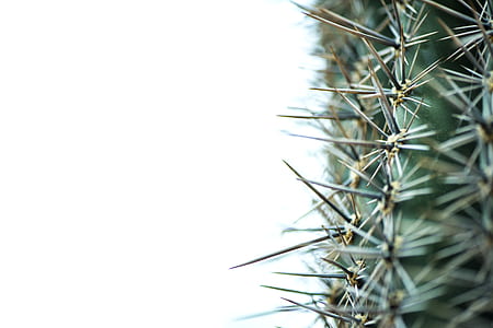 spine, needle, thorn, spike thumbnail