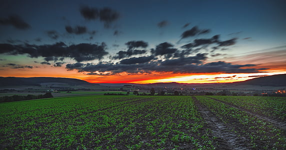 green plant field at golden hour thumbnail