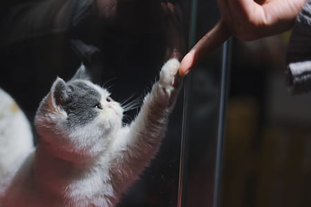 cat touching person's index finger thumbnail