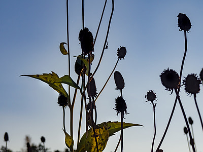floral plant during sunset thumbnail