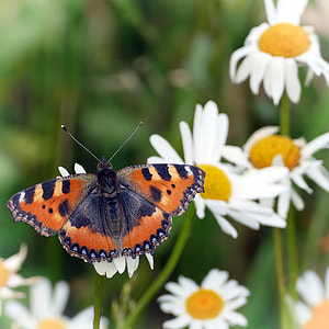 Butterfly, Little Fox thumbnail