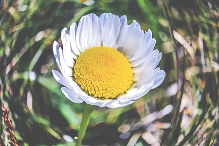 white flower thumbnail