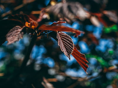Close-Up Photography of Leaves thumbnail