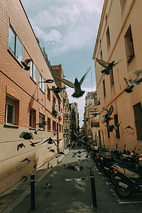 Flock of Pigeon thumbnail