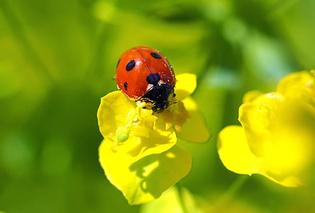 seven-spot ladybird on yellow flower in macro photography thumbnail