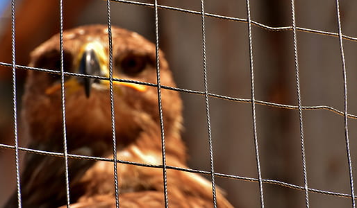 selective focus photo of brown eagle behind wire mesh fence thumbnail