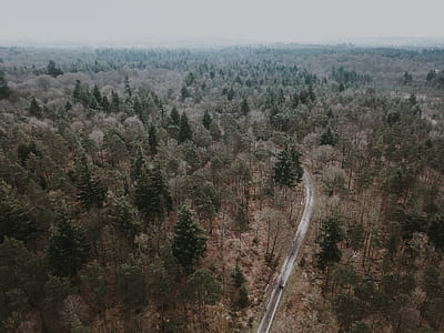 aerial photography of pine trees thumbnail