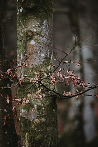 dried leaves thumbnail