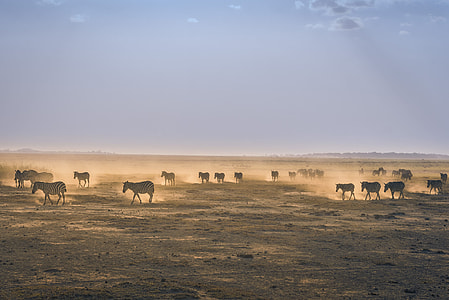 herd of zebra on landscape field thumbnail