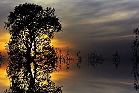 reflective photography of silhouette of tree thumbnail