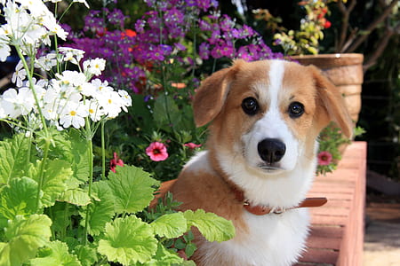 short-coated brown and white dog near flowers thumbnail