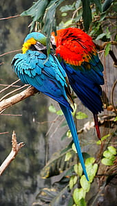 scarlet and blue macaws perched on branch thumbnail