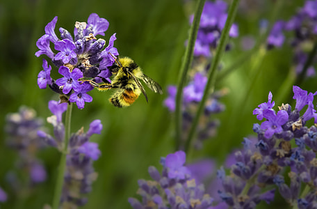 Bumble bee on purple petaled flowers during daytime thumbnail