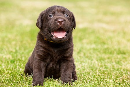 brown short-coat puppy sitting on green grass thumbnail