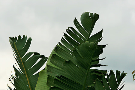 close up photography of banana leaf during stormy sky thumbnail