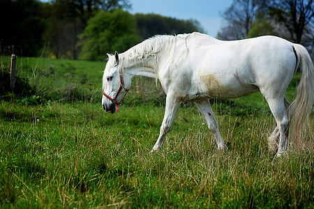 white horse eating green grass thumbnail