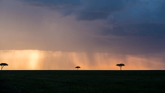 silhouette of trees photography thumbnail
