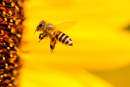 macro shot photography of honey bee near flower thumbnail
