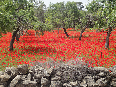 green trees on red flower field thumbnail