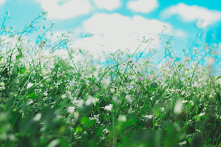 white petaled flowers closeup photo thumbnail
