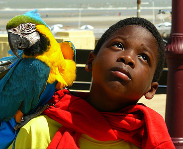 yellow and blue parrot on boy's shoulder thumbnail