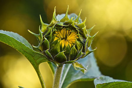 closeup photography of sunflower thumbnail