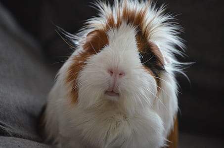 closeup photo of white and brown guinea pig thumbnail