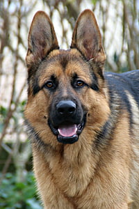 close up photography of brown and black German shepherd thumbnail