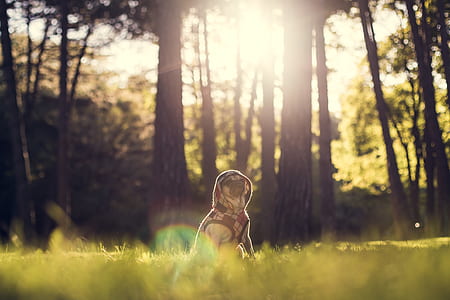 photography of fawn pug with hoodie sitting on green grass thumbnail