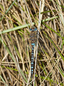 Dragonfly, Blue Dragonfly thumbnail