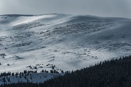 pine trees near snow covered land thumbnail