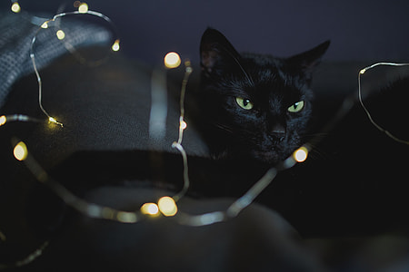 Black cat and fairy lights thumbnail