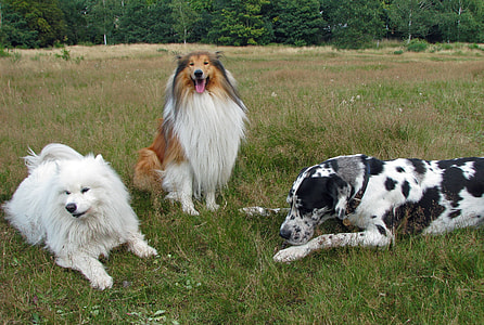 harlequin great dane, brown and white rough collie and white American eskimo on green grass during daytime thumbnail
