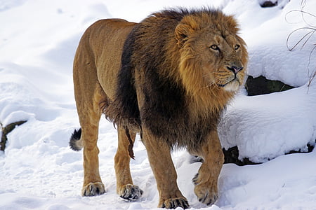 brown lion painting thumbnail